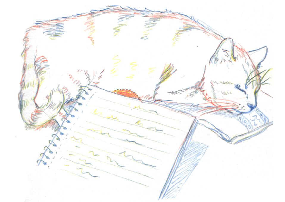 croquis de chat nunu