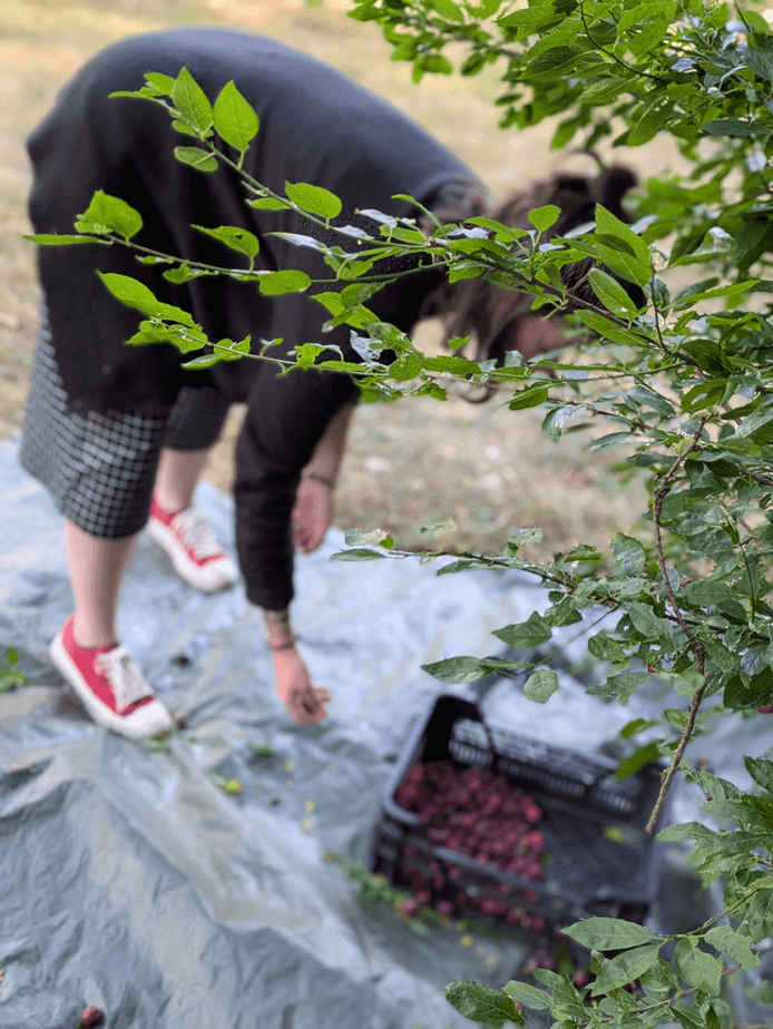 cueillette des prunes