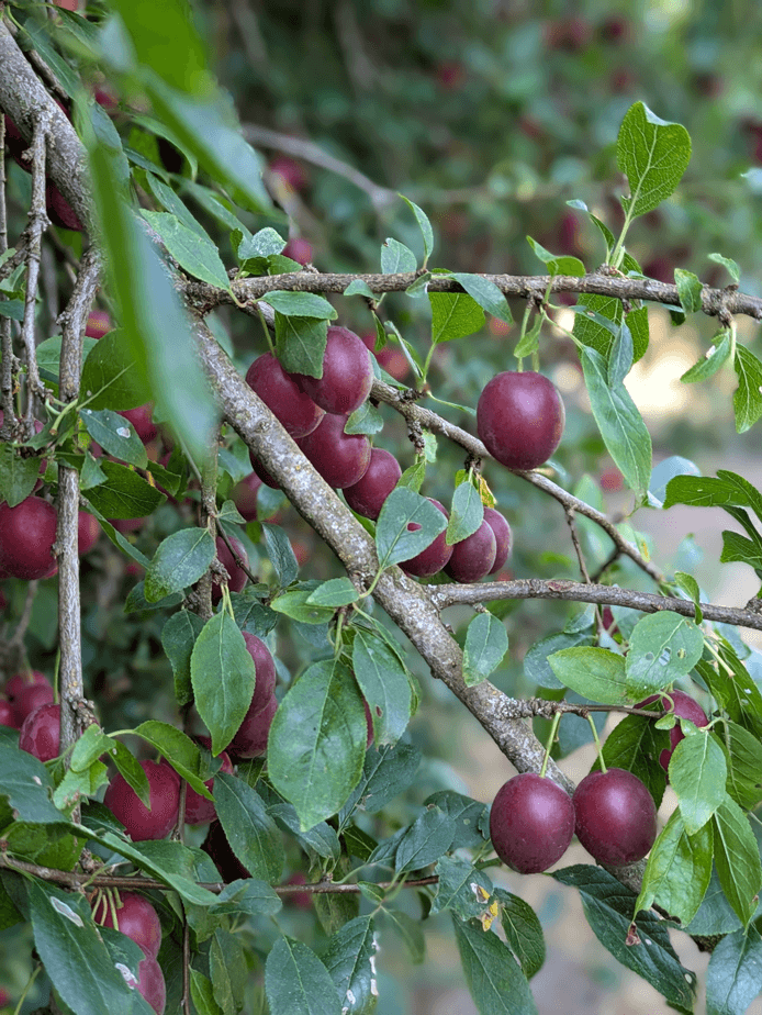 prunes sauvages